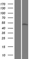 Acyl CoA Thioesterase 9 (ACOT9) Human Over-expression Lysate