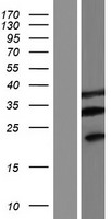 FAM220A Human Over-expression Lysate