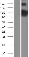 PDE4 (PDE4B) Human Over-expression Lysate
