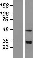 SNAPC3 Human Over-expression Lysate