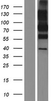 CD68 Human Over-expression Lysate