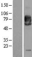 SIRP alpha (SIRPA) Human Over-expression Lysate