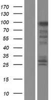 FAM83G Human Over-expression Lysate