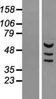 MDH1B Human Over-expression Lysate