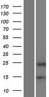 HRCT1 Human Over-expression Lysate