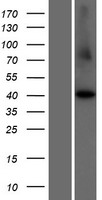 CCNI2 Human Over-expression Lysate