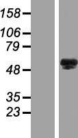 INSYN2A Human Over-expression Lysate