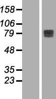 MTGR1 (CBFA2T2) Human Over-expression Lysate