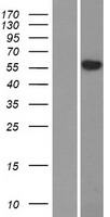 SLC29A4 Human Over-expression Lysate