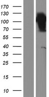 MINDY2 Human Over-expression Lysate