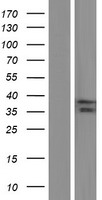 ASB1 Human Over-expression Lysate