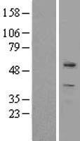 ZBTB8 (ZBTB8A) Human Over-expression Lysate