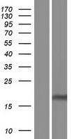 CLDND1 Human Over-expression Lysate