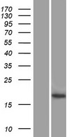 C3orf72 (FOXL2NB) Human Over-expression Lysate