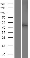 SLC38A8 Human Over-expression Lysate
