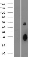 OTOL1 Human Over-expression Lysate