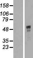 TOX3 Human Over-expression Lysate