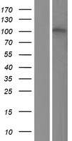 ZNF629 Human Over-expression Lysate