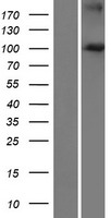 FBXO41 Human Over-expression Lysate