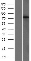 GLB1L3 Human Over-expression Lysate