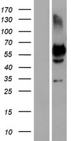 OC90 Human Over-expression Lysate