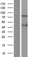 ARHGAP9 Human Over-expression Lysate