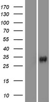 VAV3 Human Over-expression Lysate