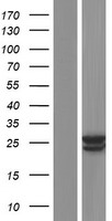 Clarin 2 (CLRN2) Human Over-expression Lysate