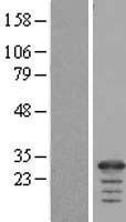 FAM177A1 Human Over-expression Lysate