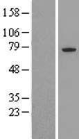 Apc6 (CDC16) Human Over-expression Lysate