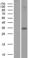 FAM110C Human Over-expression Lysate