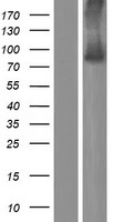 AGAP6 Human Over-expression Lysate