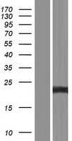 TNFAIP8 Human Over-expression Lysate
