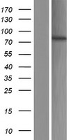 EXOC3L4 Human Over-expression Lysate