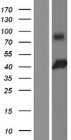 TCF19 Human Over-expression Lysate