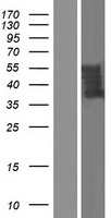 UBXD5 (UBXN11) Human Over-expression Lysate