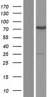 SFRS12 (SREK1) Human Over-expression Lysate