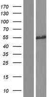 CDC14B Human Over-expression Lysate