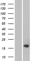 FAM162B Human Over-expression Lysate