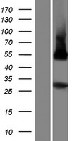 PLSCR5 Human Over-expression Lysate