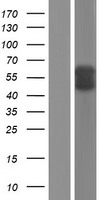alpha 1 Antichymotrypsin (SERPINA3) Human Over-expression Lysate