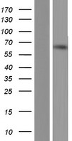 TDRKH Human Over-expression Lysate