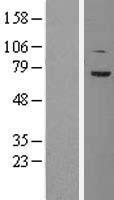 TCF4 Human Over-expression Lysate