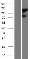 Ionotropic Glutamate receptor 2 (GRIA2) Human Over-expression Lysate