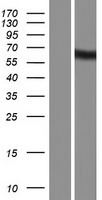 KIAA1970 (EARS2) Human Over-expression Lysate