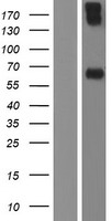 Perforin (PRF1) Human Over-expression Lysate