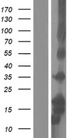 beta Defensin 3 (DEFB103A) Human Over-expression Lysate