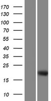 DMRTC1 (DMRTC1B) Human Over-expression Lysate