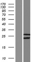 DNLZ Human Over-expression Lysate