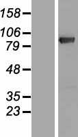 DGKG Human Over-expression Lysate